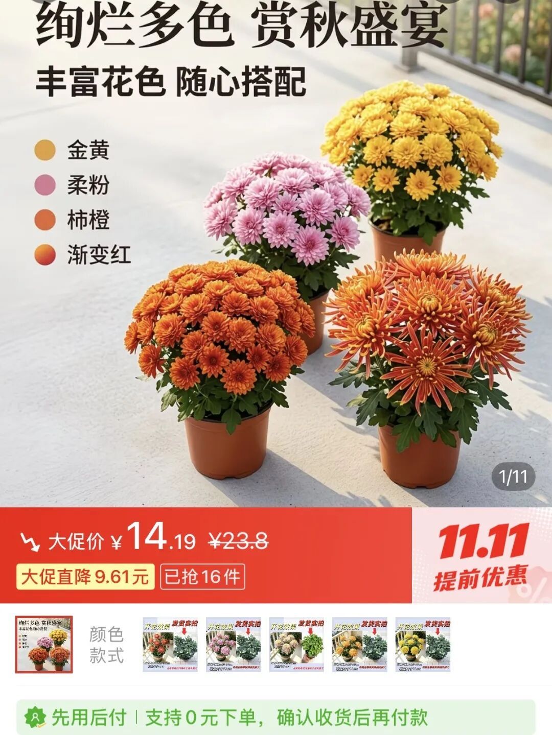网友晒出领回家的小菊:“国庆退役花领养成功!!” 网友晒出领回家的小菊:“国庆退役花领养成功!!”