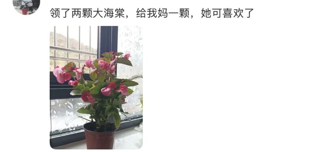 网友晒出领回家的小菊:“国庆退役花领养成功!!” 网友晒出领回家的小菊:“国庆退役花领养成功!!”