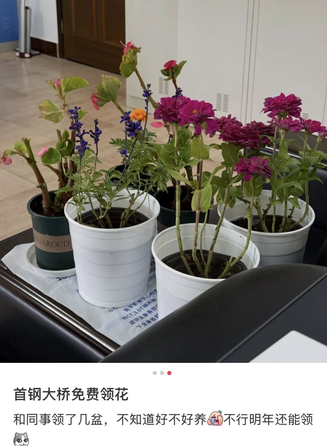网友晒出领回家的小菊:“国庆退役花领养成功!!” 网友晒出领回家的小菊:“国庆退役花领养成功!!”