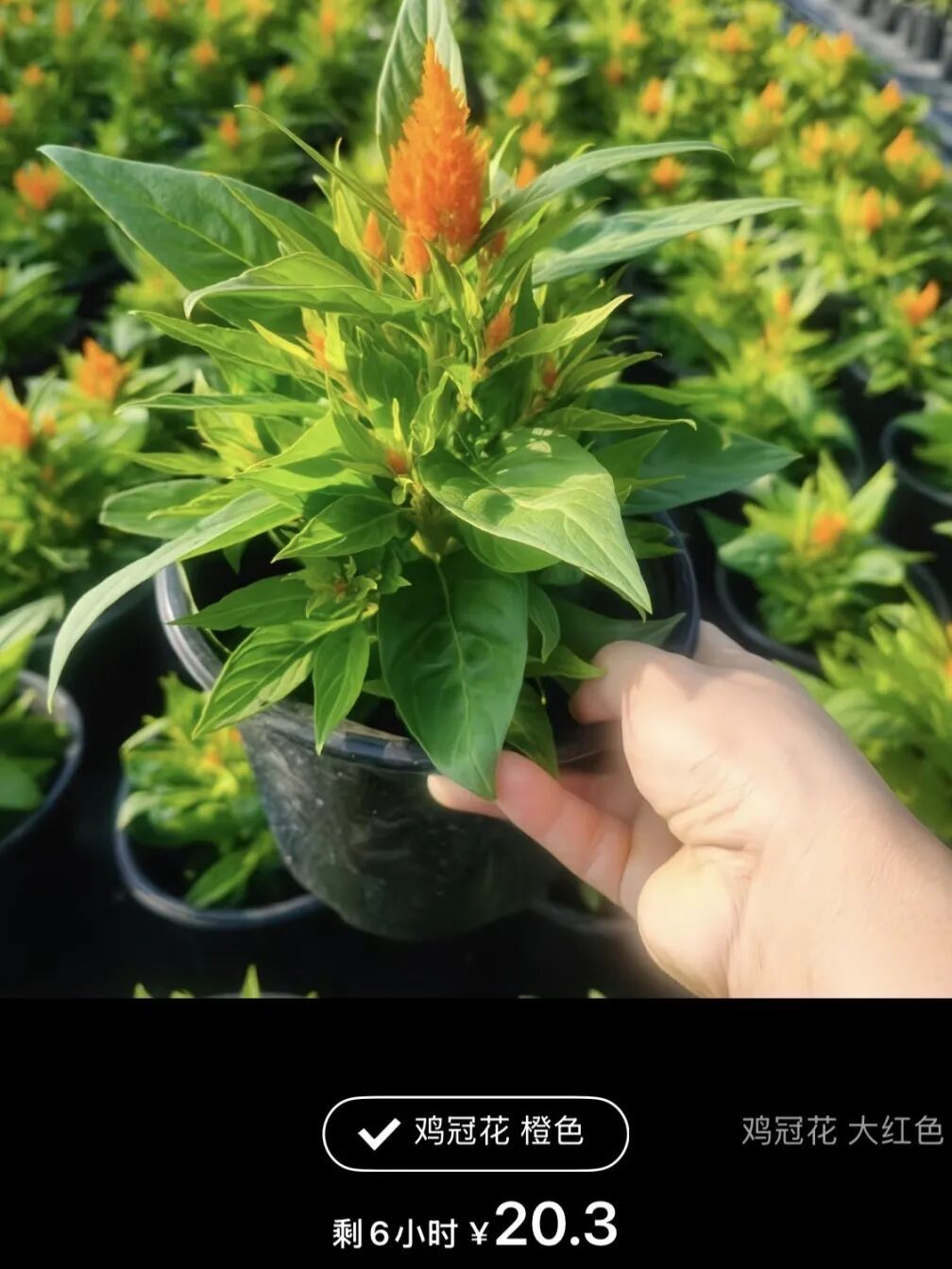 网友晒出领回家的小菊:“国庆退役花领养成功!!” 网友晒出领回家的小菊:“国庆退役花领养成功!!”