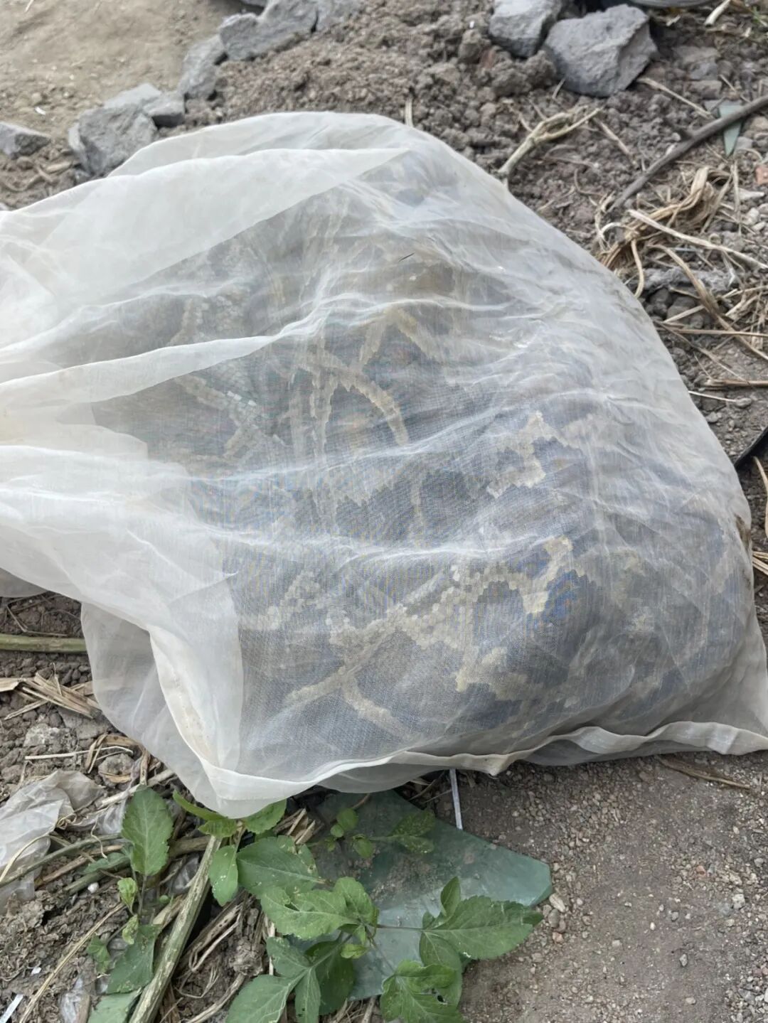 厦门一工地接连两天挖出巨蟒,一公一母,均超2米,蛇身有人的小腿那么粗,重达30斤 厦门一工地接连两天挖出巨蟒,一公一母,均超2米,蛇身有人的小腿那么粗,重达30斤