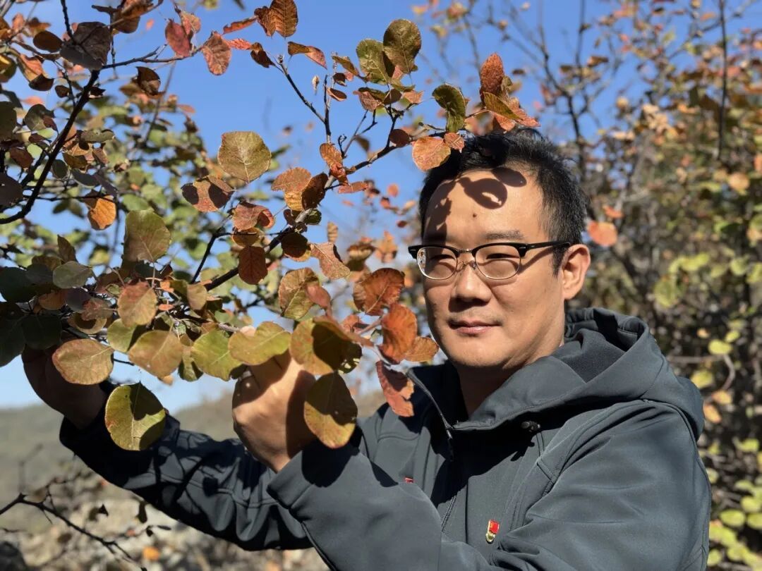 香山红叶进度20%！同一片山为何红得不均匀？专家释疑——