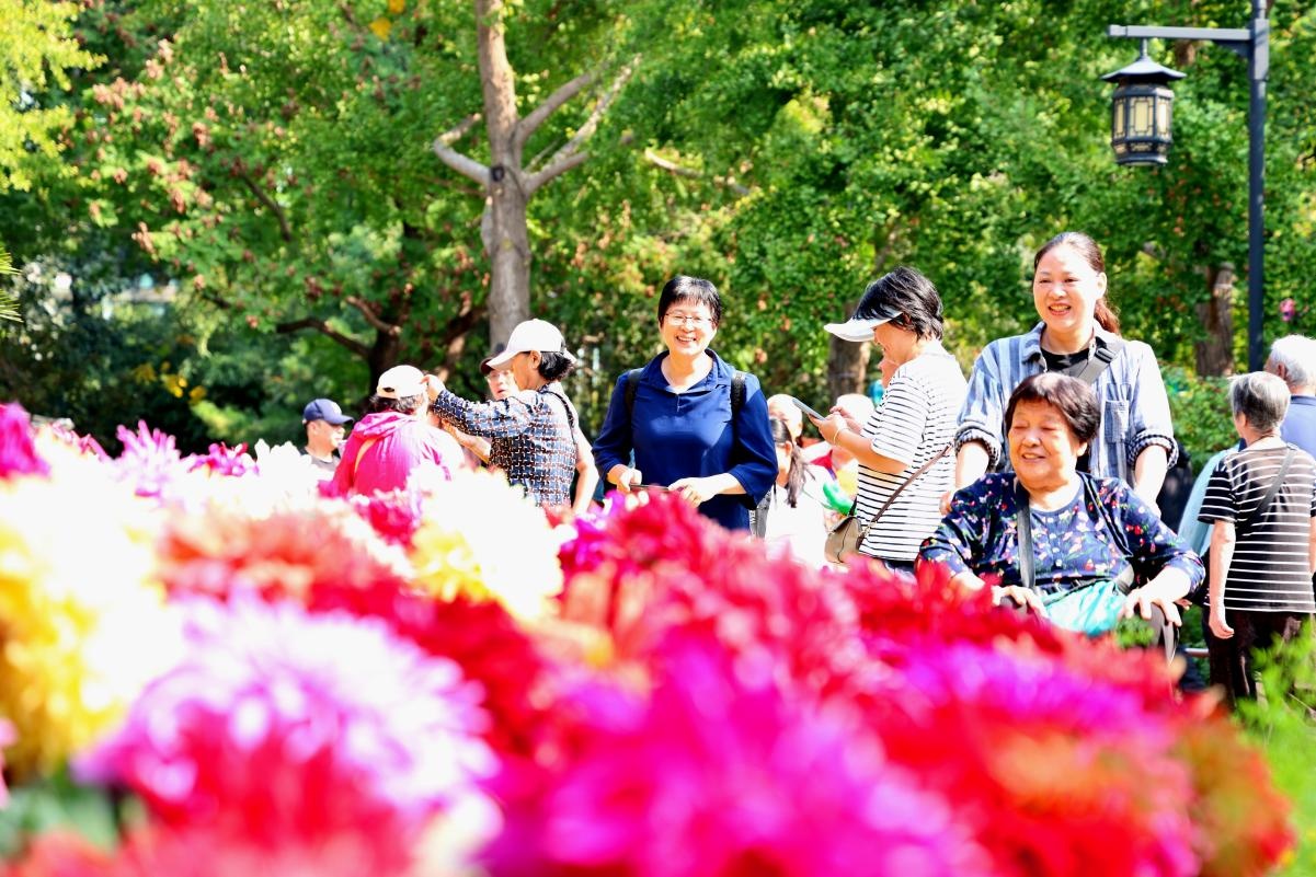菊香花海漫京城！游园赏秋正当时