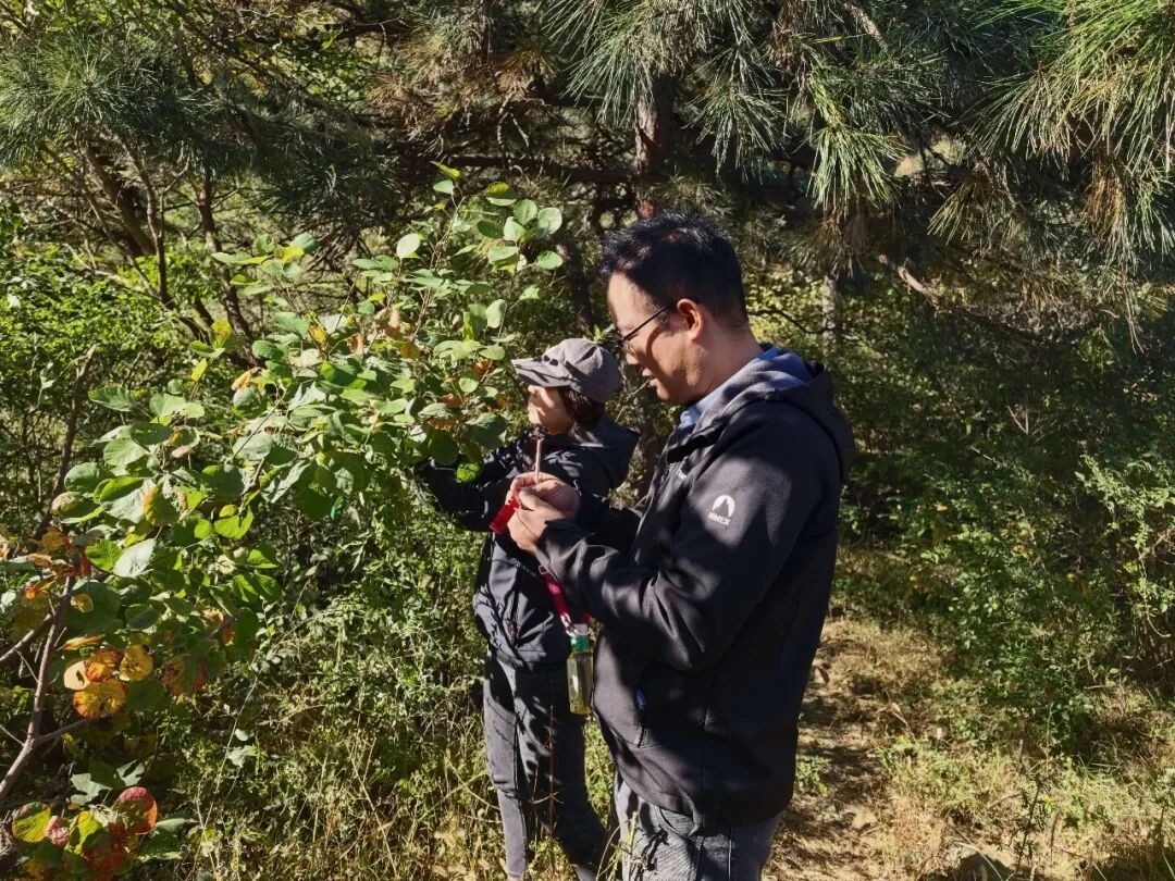 香山红叶进度20%！同一片山为何红得不均匀？专家释疑——