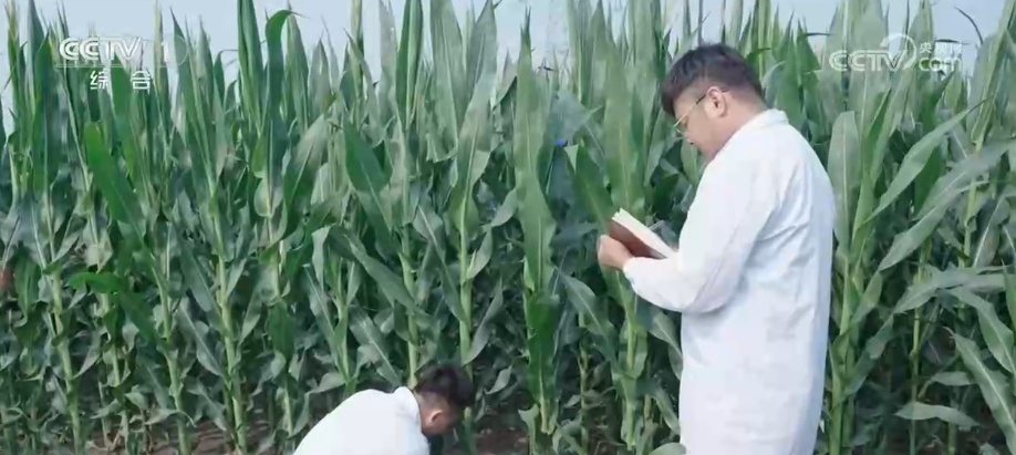 特色产业助农增收 从“一地双收”到“农业增效”看秋日好“丰”景 特色产业助农增收 从“一地双收”到“农业增效”看秋日好“丰”景