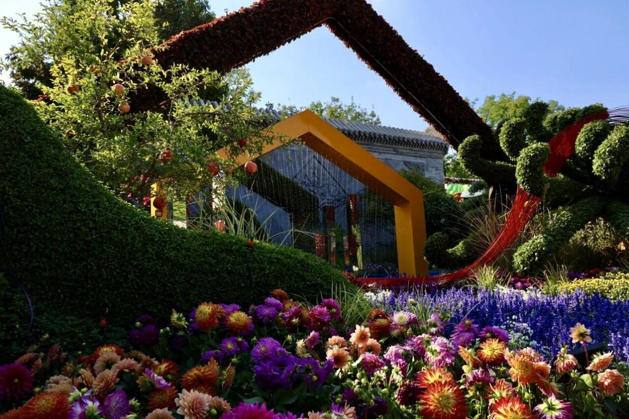 菊香花海漫京城！游园赏秋正当时