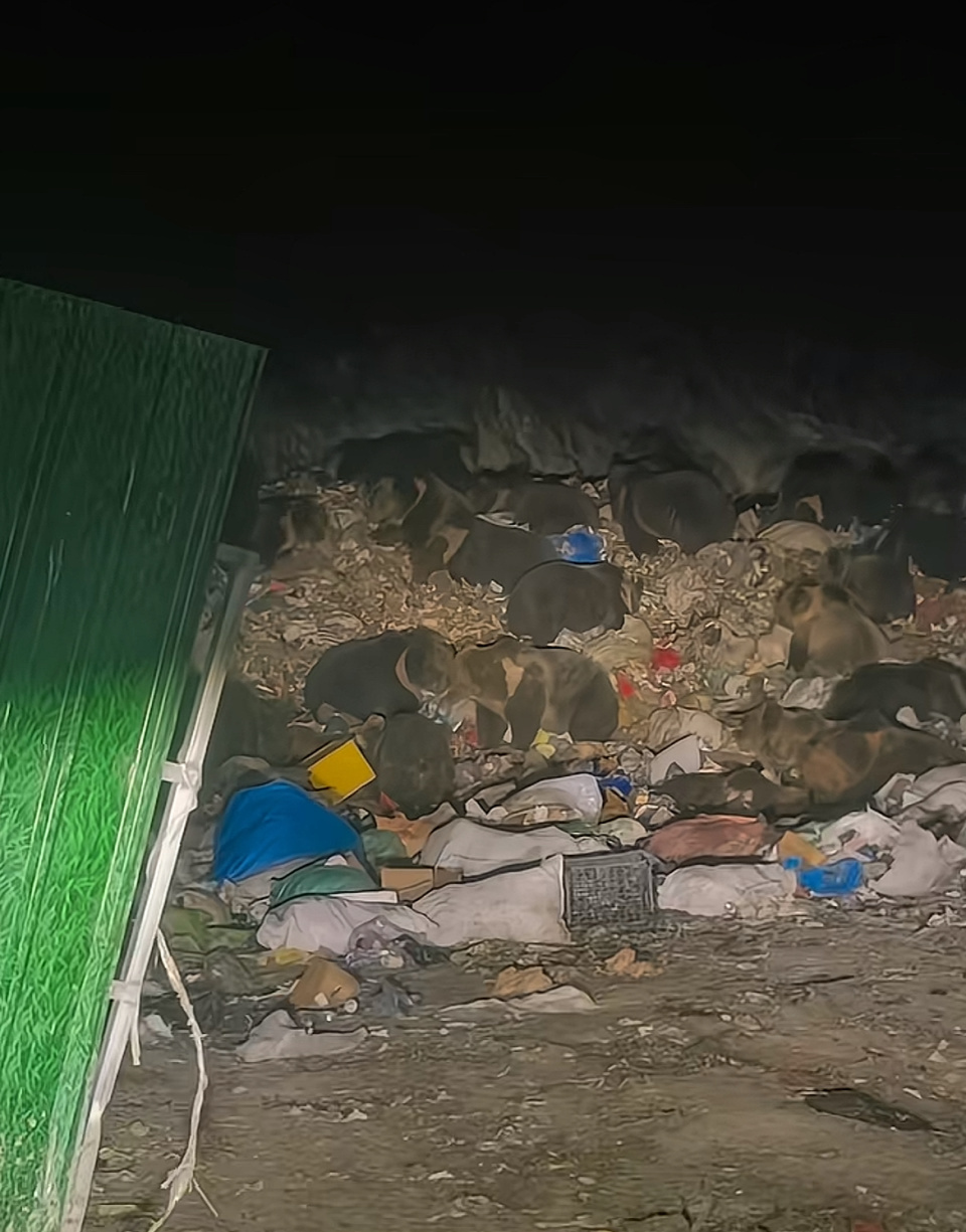 驴友自驾西藏夜间遇20余只藏马熊在垃圾堆觅食，当场被吓跑，当地：冬眠之前觅食频繁