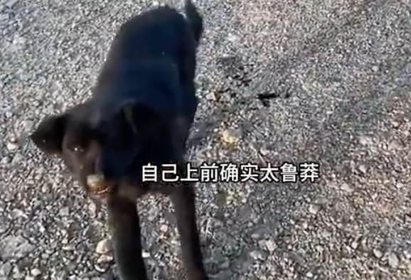 女子被流浪狗咬伤，几分钟后狗莫名死亡；当事人：已第一时间打了疫苗和血清蛋白