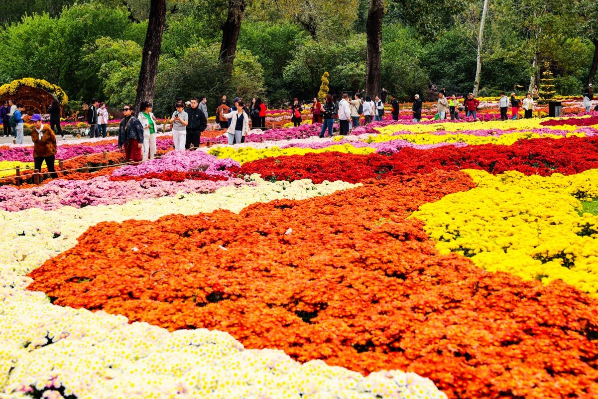 菊香花海漫京城！游园赏秋正当时