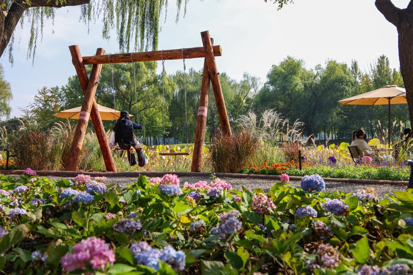菊香花海漫京城！游园赏秋正当时