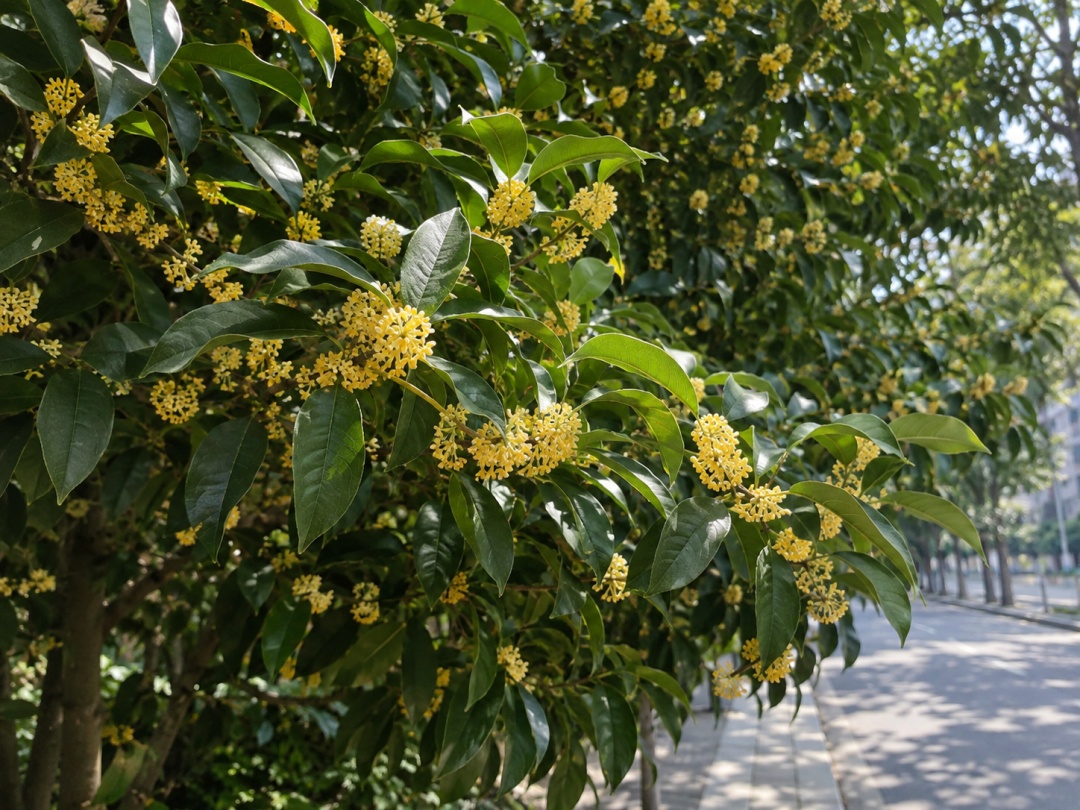 紧急提醒！路边桂花不要采、不要吃！暗藏虫卵，存在重金属污染风险