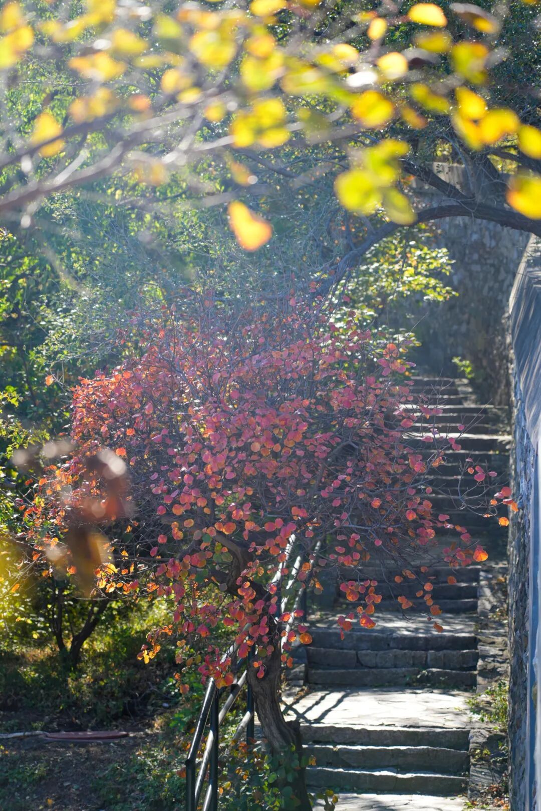 香山红叶进度20%！同一片山为何红得不均匀？专家释疑——