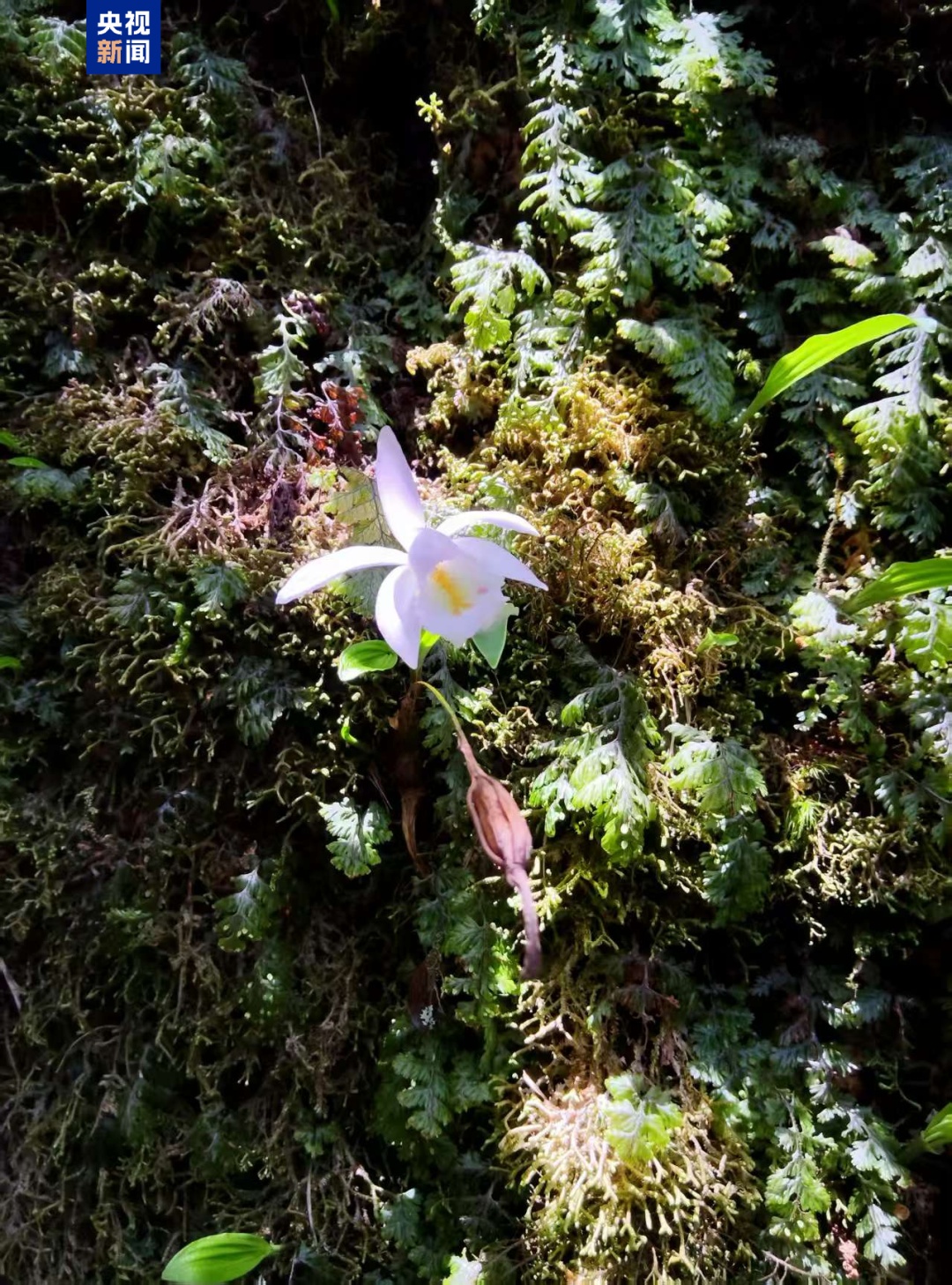 云南元江保护区发现国家二级保护野生植物毛唇独蒜兰