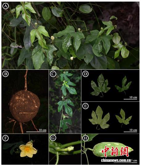 武汉科研团队在非洲发现丽梭瓜属植物新种