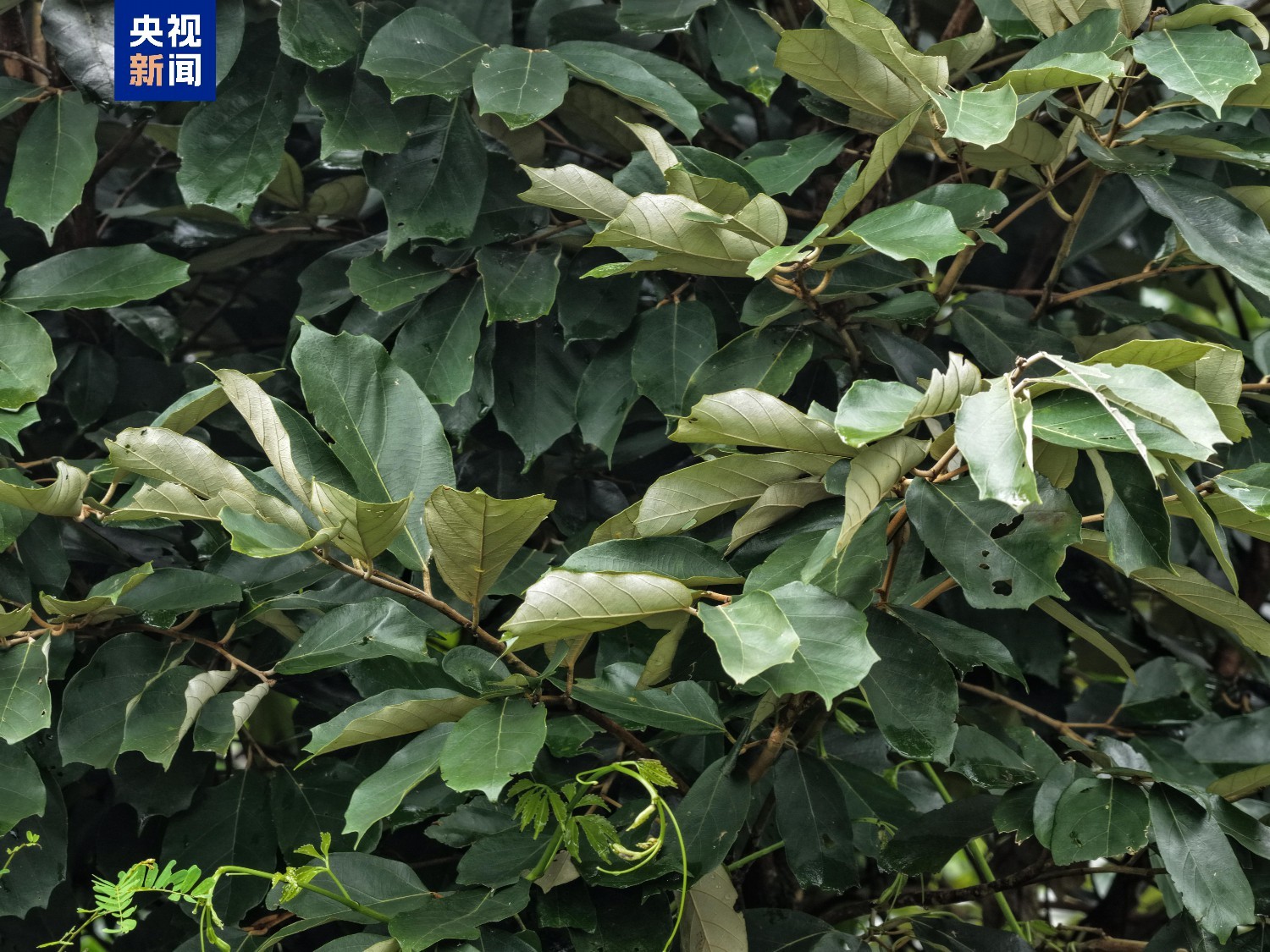 极危植物景东翅子树首次现身云南永德大雪山保护区