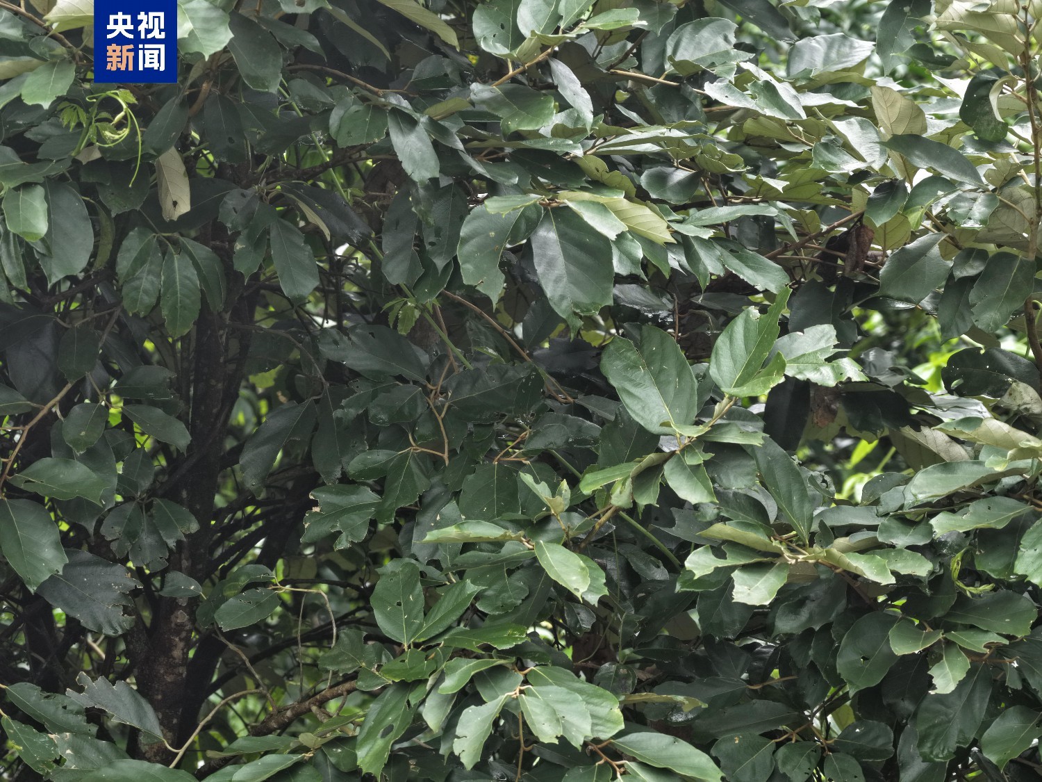 极危植物景东翅子树首次现身云南永德大雪山保护区