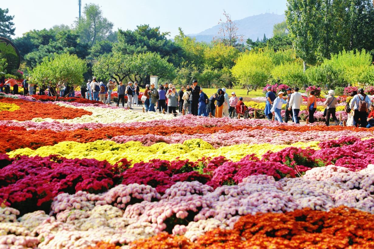 菊香花海漫京城！游园赏秋正当时