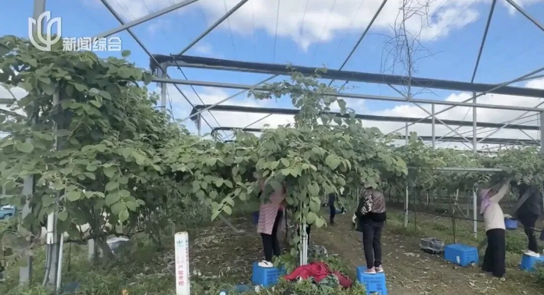 超强台风“蔷琵”马上影响上海，今天傍晚起有暴雨！浦东、虹桥等29座机场或将受扰
