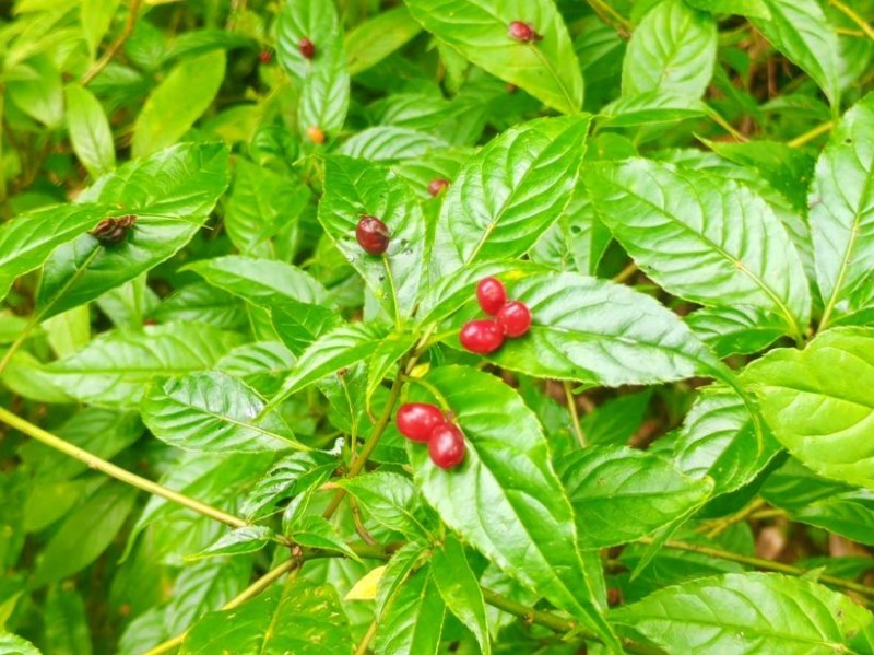 叶上开花结果！云南哀牢山发现西域青荚叶