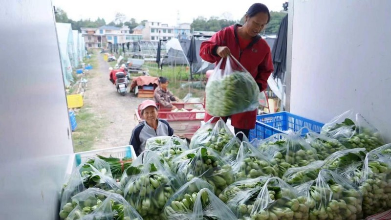 江西新余：霜降过后菜更甜 集中上市保供应