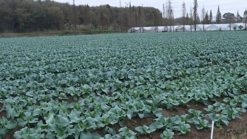 江西新余：霜降过后菜更甜 集中上市保供应