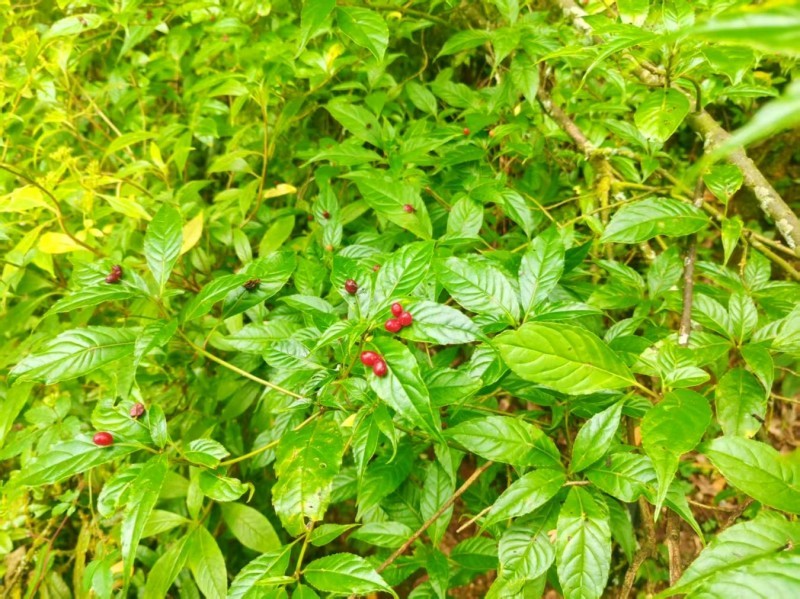 叶上开花结果！云南哀牢山发现西域青荚叶