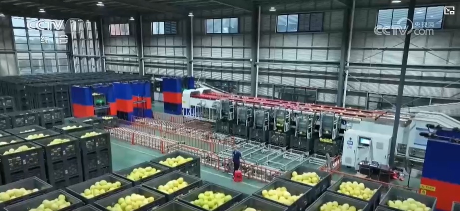 特色农产品喜获丰收 助力乡村全面振兴 特色农产品喜获丰收 助力乡村全面振兴