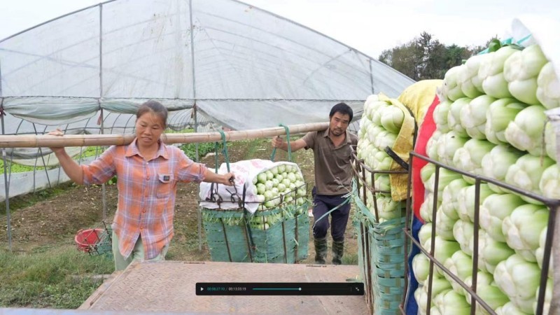 江西新余：霜降过后菜更甜 集中上市保供应