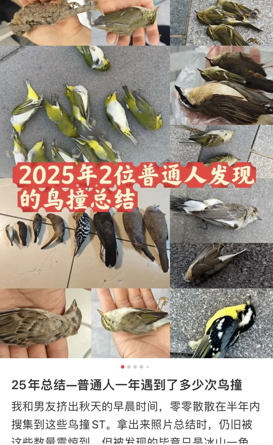 北京一大厦楼前，陆续躺了31只鸟类尸体，包括国家二级保护动物！