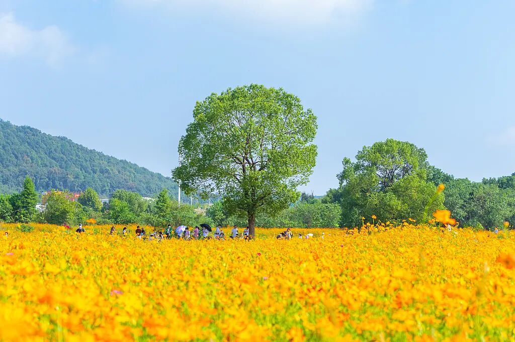 今日霜降,讲个冷知识! 今日霜降,讲个冷知识!