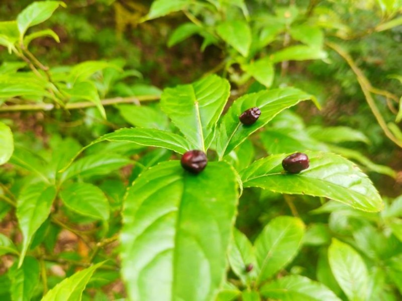 叶上开花结果！云南哀牢山发现西域青荚叶