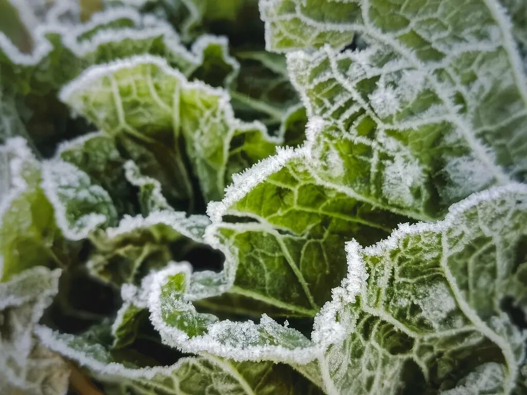 今日霜降,讲个冷知识! 今日霜降,讲个冷知识!