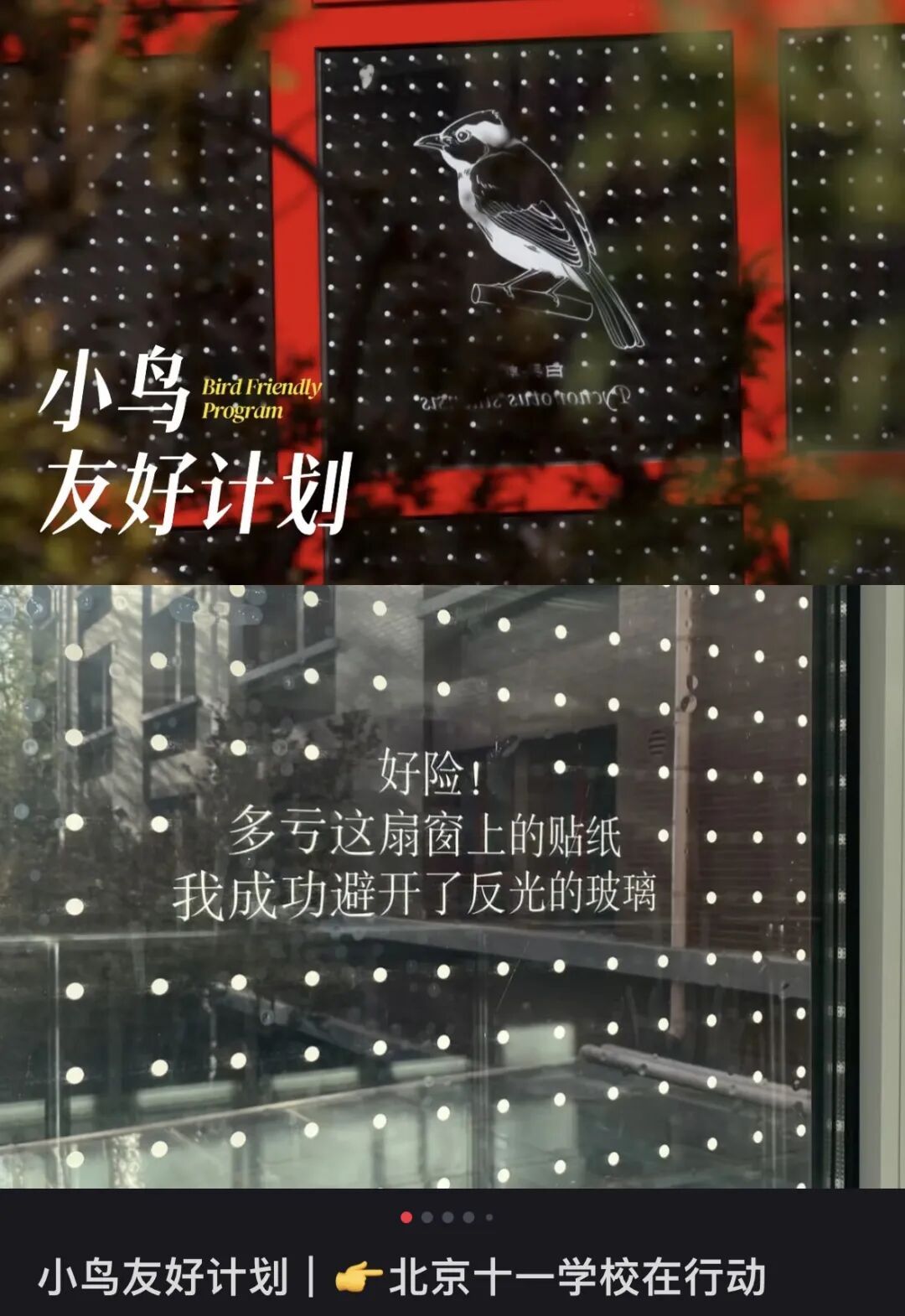 北京一大厦楼前，陆续躺了31只鸟类尸体，包括国家二级保护动物！