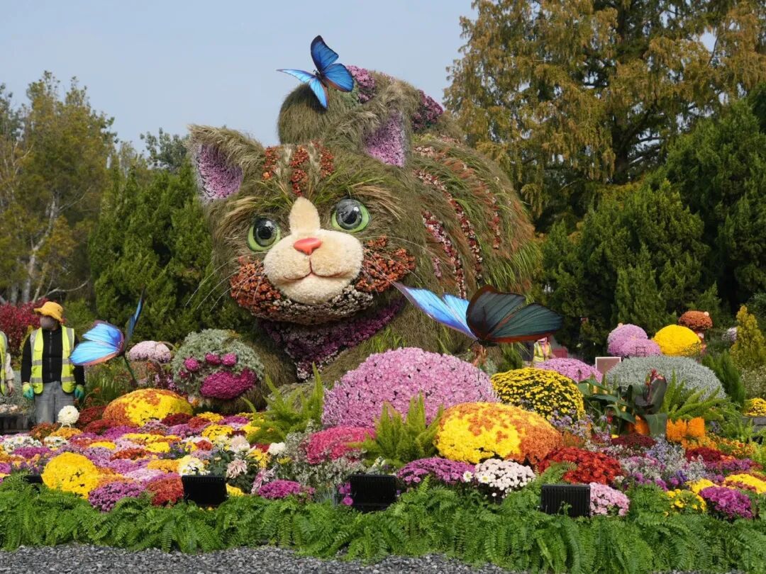 北京的“猫”,又上新了! 北京的“猫”,又上新了!