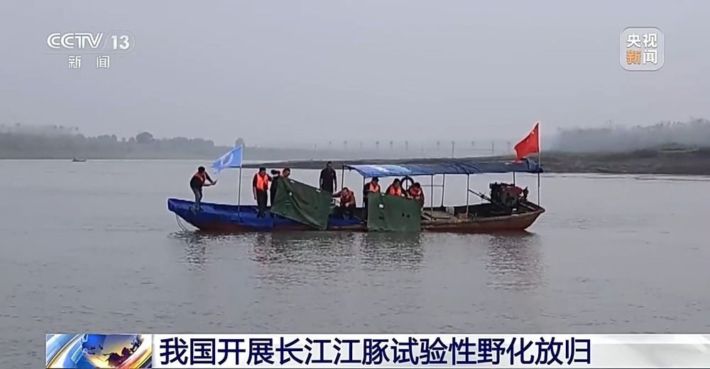 我国开展长江江豚试验性野化放归 长江江豚种群持续恢复