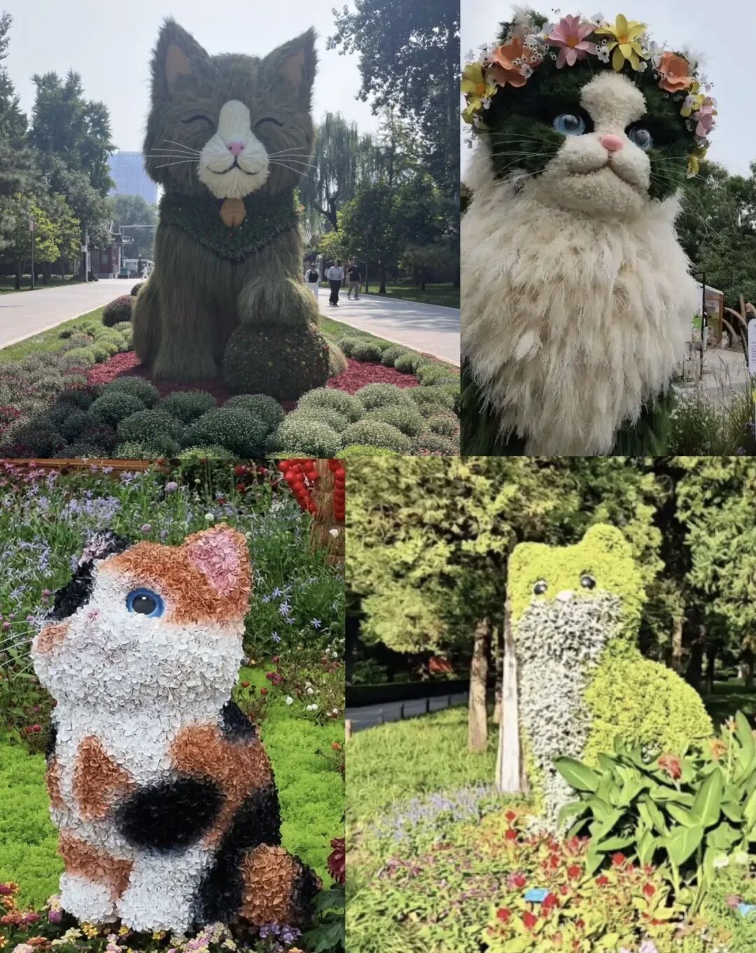 北京的“猫”,又上新了! 北京的“猫”,又上新了!