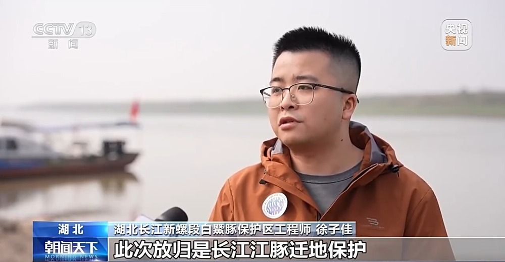 我国开展长江江豚试验性野化放归 长江江豚种群持续恢复
