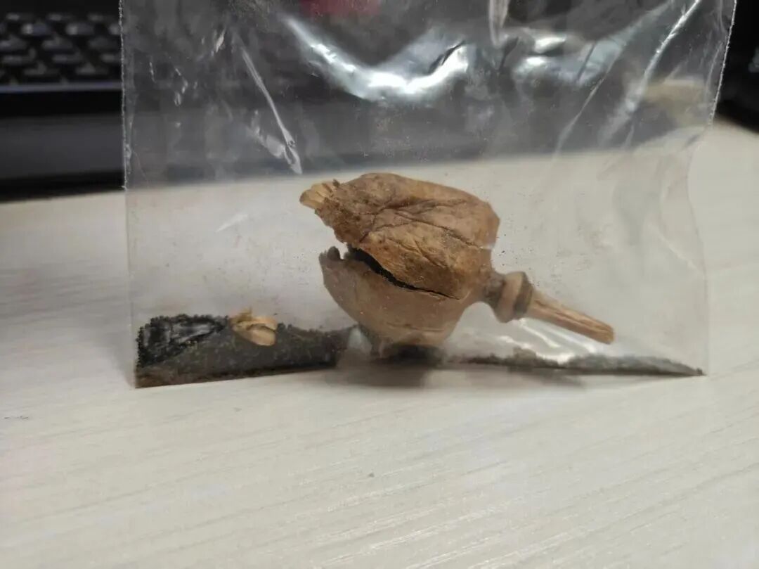 放学路上发现干花,5个学生走进派出所…… 放学路上发现干花,5个学生走进派出所……