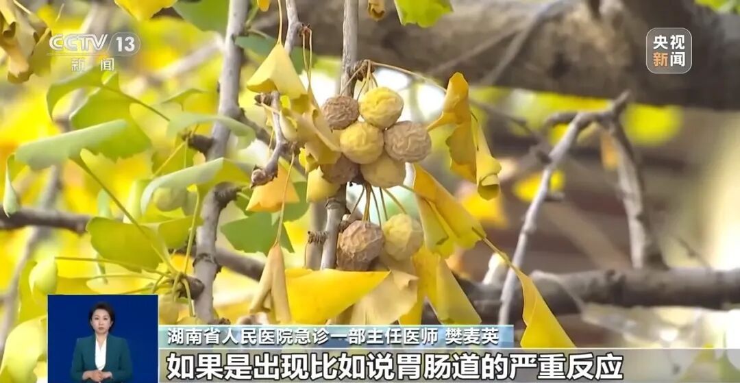 冲上热搜!《知否》里银杏果有毒不是瞎编的,加热了再吃也可能中毒,千万别超这个量→ 冲上热搜!《知否》里银杏果有毒不是瞎编的,加热了再吃也可能中毒,千万别超这个量→