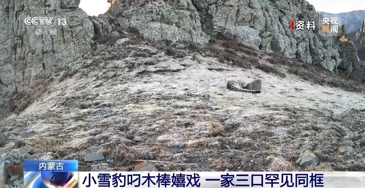 珍贵影像！红外相机拍下雪豹一家“全家福”