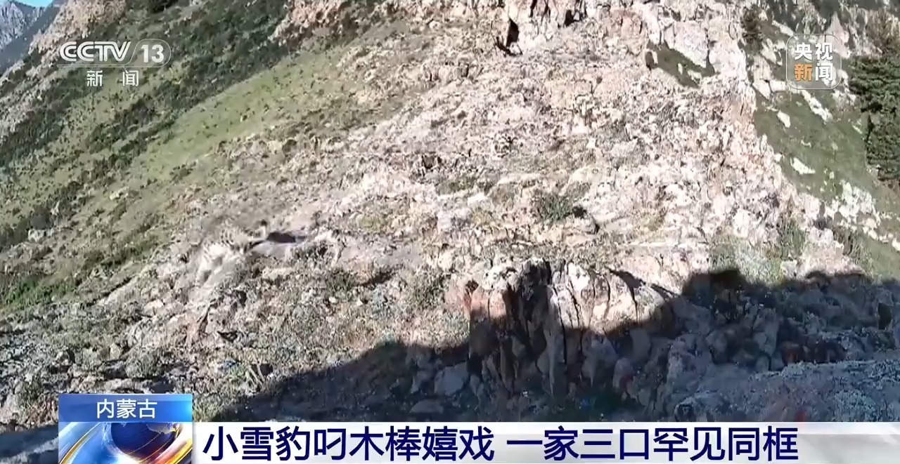 珍贵影像！红外相机拍下雪豹一家“全家福”