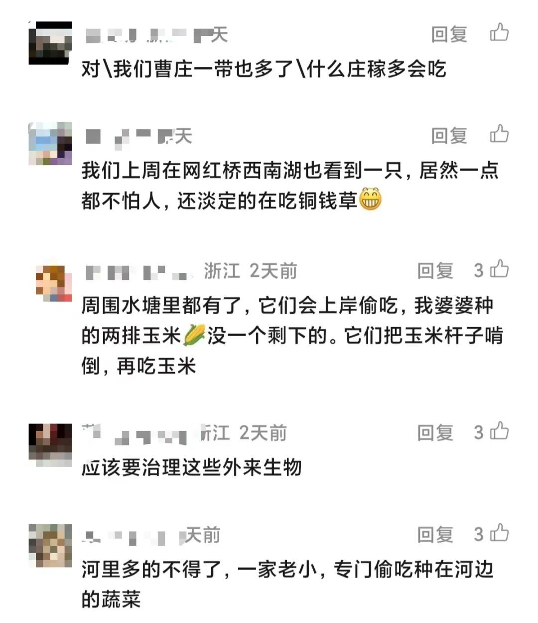 “红烧吃过,全是精肉”?浙江这种“巨型老鼠”,真不能吃! “红烧吃过,全是精肉”?浙江这种“巨型老鼠”,真不能吃!