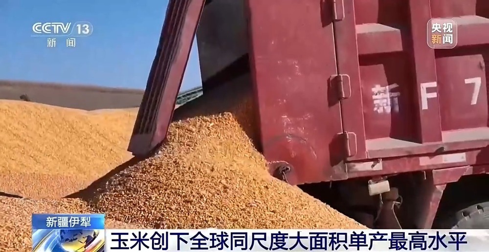 亩产1211.14公斤！我国玉米种植迎新突破