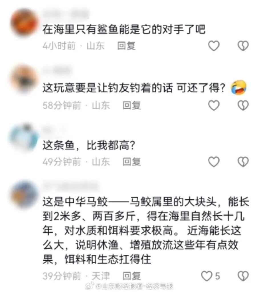 罕见 | 268斤“鲅鱼王”!体长2.46米!网友:这得包多少盘水饺? 罕见 | 268斤“鲅鱼王”!体长2.46米!网友:这得包多少盘水饺?