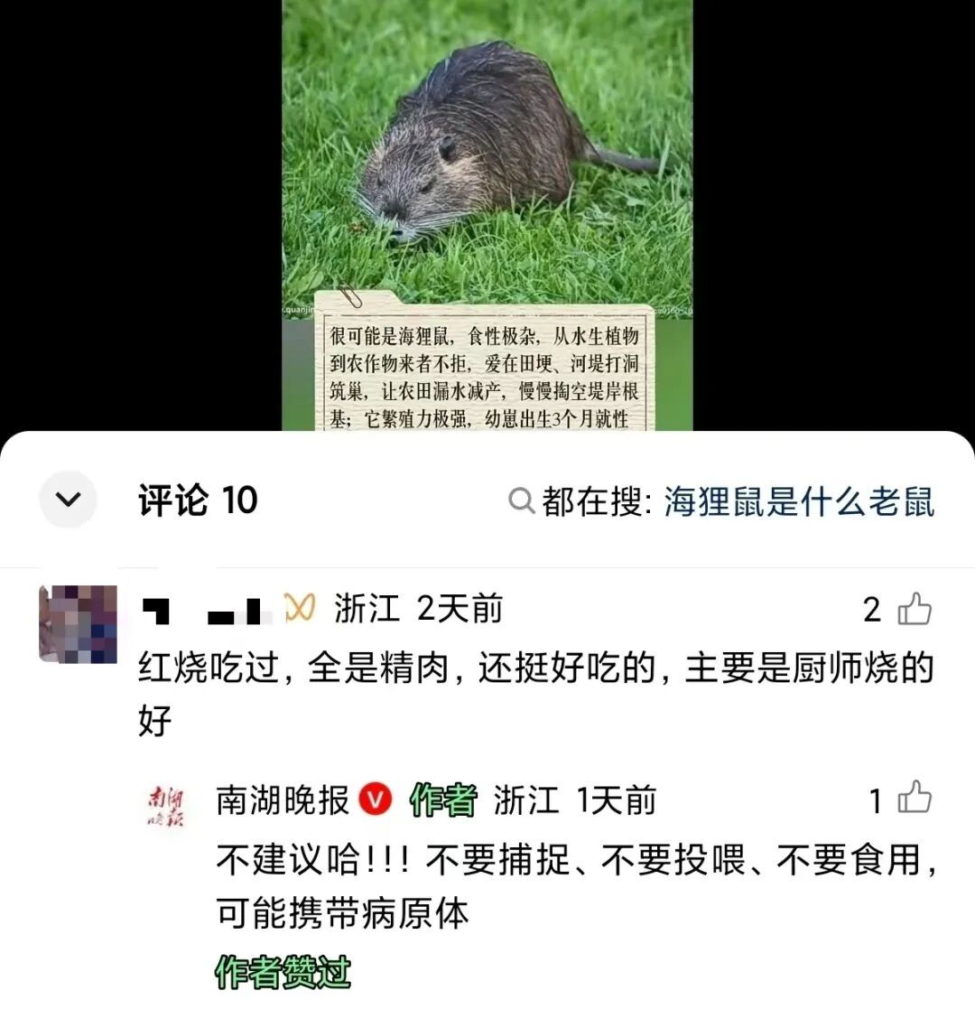 “红烧吃过,全是精肉”?浙江这种“巨型老鼠”,真不能吃! “红烧吃过,全是精肉”?浙江这种“巨型老鼠”,真不能吃!