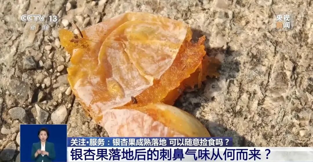 冲上热搜!《知否》里银杏果有毒不是瞎编的,加热了再吃也可能中毒,千万别超这个量→ 冲上热搜!《知否》里银杏果有毒不是瞎编的,加热了再吃也可能中毒,千万别超这个量→
