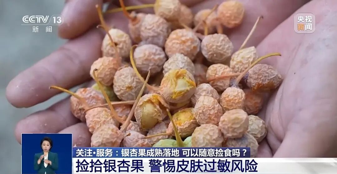 冲上热搜!《知否》里银杏果有毒不是瞎编的,加热了再吃也可能中毒,千万别超这个量→ 冲上热搜!《知否》里银杏果有毒不是瞎编的,加热了再吃也可能中毒,千万别超这个量→
