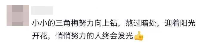 “攀上10米路灯,开出最美丽的花!” “攀上10米路灯,开出最美丽的花!”