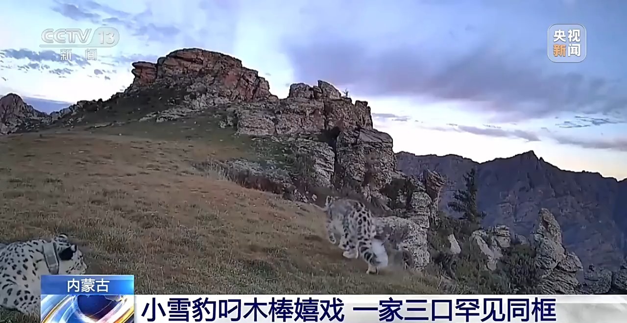 珍贵影像！红外相机拍下雪豹一家“全家福”