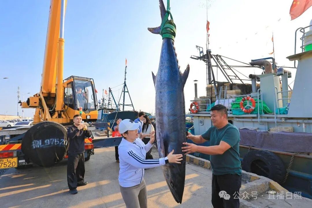 罕见 | 268斤“鲅鱼王”!体长2.46米!网友:这得包多少盘水饺? 罕见 | 268斤“鲅鱼王”!体长2.46米!网友:这得包多少盘水饺?